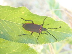 Desmocerus californicus