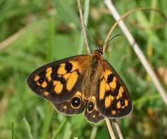 Heteronympha cordace