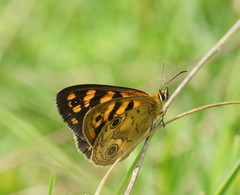 Heteronympha cordace