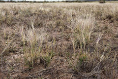 Scleropogon brevifolius