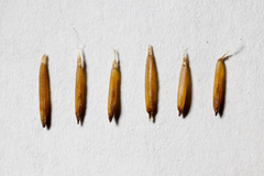 Scleropogon brevifolius