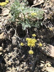 Lomatium observatorium