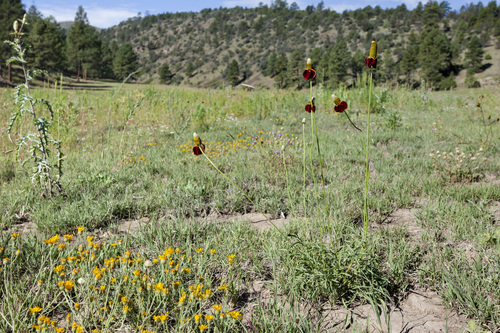 upright prairie coneflower (Ratibida columnifera)