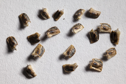 Ratibida columnifera