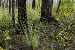 Elymus arizonicus