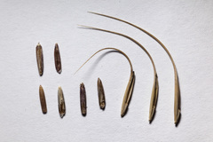 Elymus arizonicus