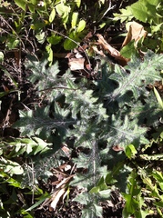 Cirsium vulgare
