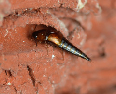 Tachyporus jocosus