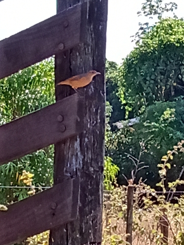 Rufous Hornero