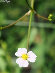 Alisma lanceolatum