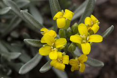 Physaria intermedia