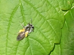 Andrena ventralis