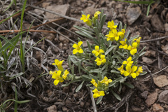 Physaria intermedia