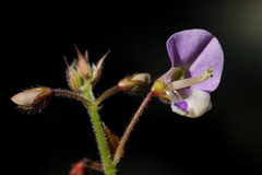 Desmodium grahamii