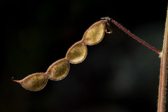 Desmodium grahamii