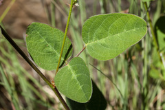 Desmodium grahamii