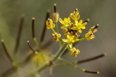 Descurainia adenophora