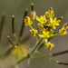 Descurainia adenophora - Photo no hay derechos reservados, subido por Patrick Alexander