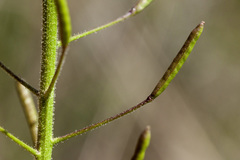 Descurainia adenophora