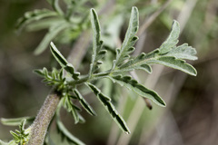 Descurainia adenophora