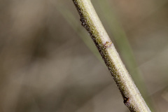 Descurainia adenophora