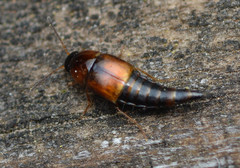 Tachyporus jocosus