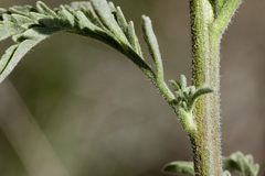 Descurainia adenophora