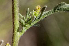 Descurainia adenophora