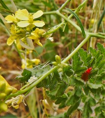 Rhagonycha fulvaliena