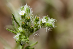 Cryptantha fendleri