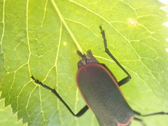 Desmocerus californicus