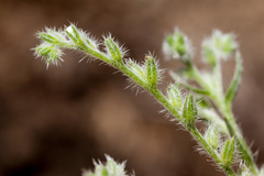 Cryptantha fendleri