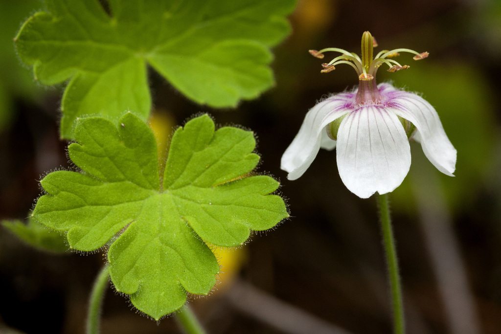 Mogollon geranium