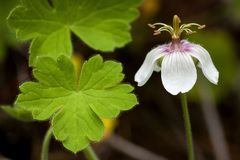 Geranium lentum