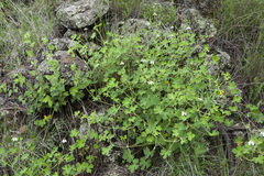 Geranium lentum