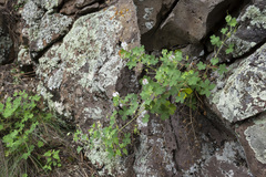 Geranium lentum