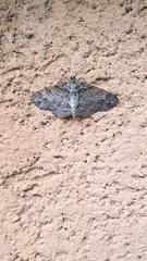 Paradarisa consonaria