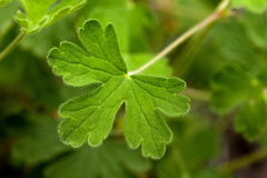 Geranium lentum