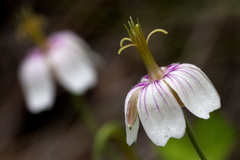 Geranium lentum