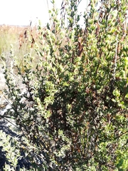 Cliffortia polygonifolia