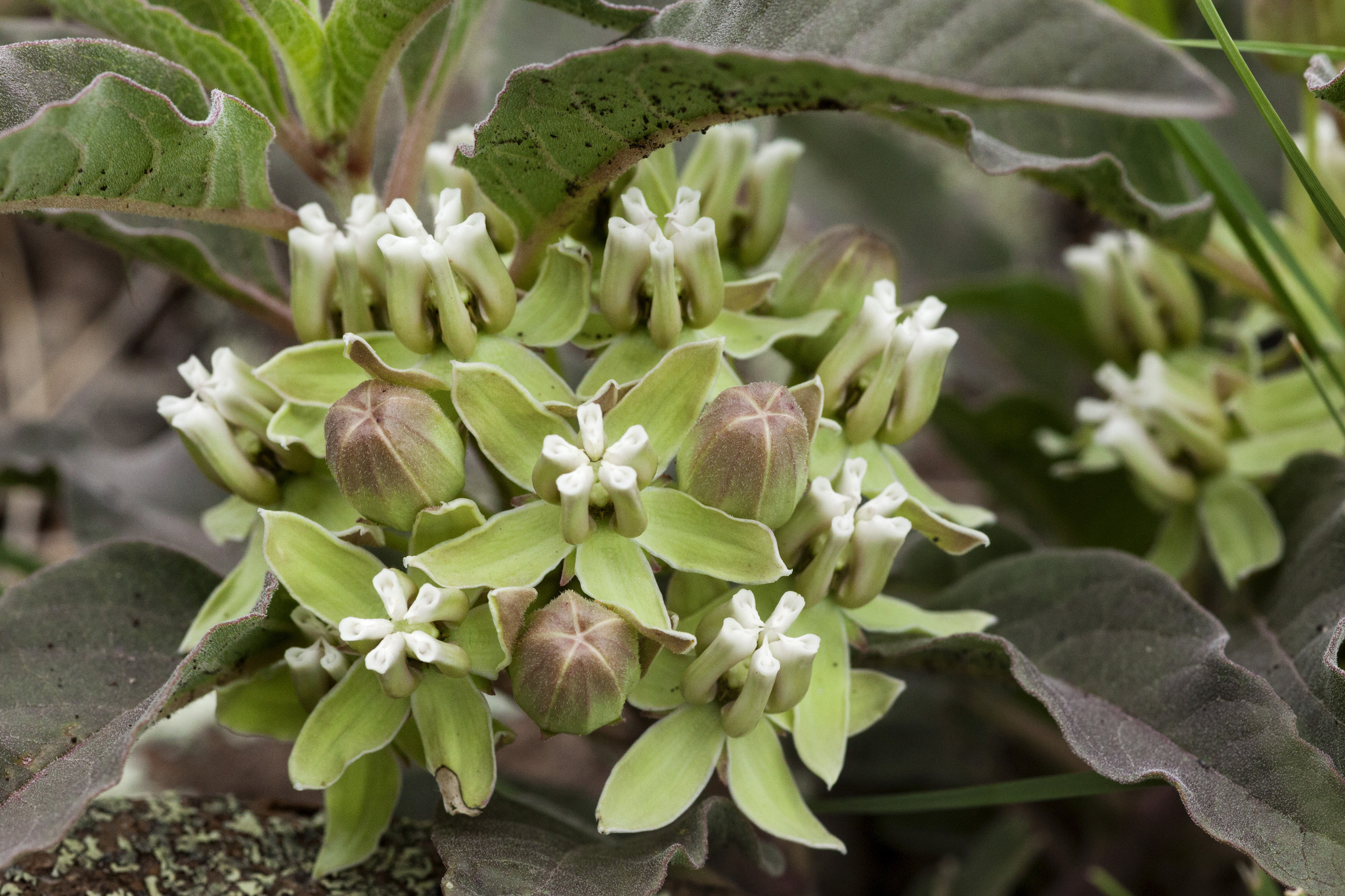 Asclepias nyctaginifolia