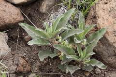 Asclepias nyctaginifolia