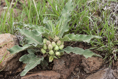Asclepias nyctaginifolia