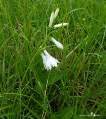 Paradisea liliastrum