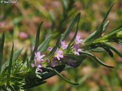 Lythrum tribracteatum