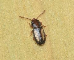 Laemophloeus terminalis