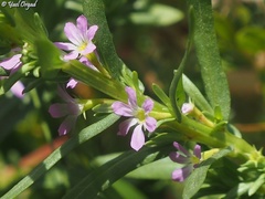 Lythrum tribracteatum
