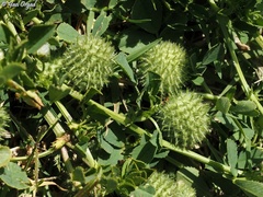 Medicago intertexta ciliaris