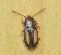 Laemophloeus terminalis