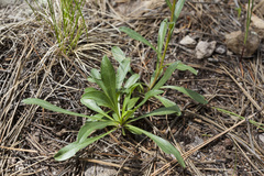Erigeron arizonicus